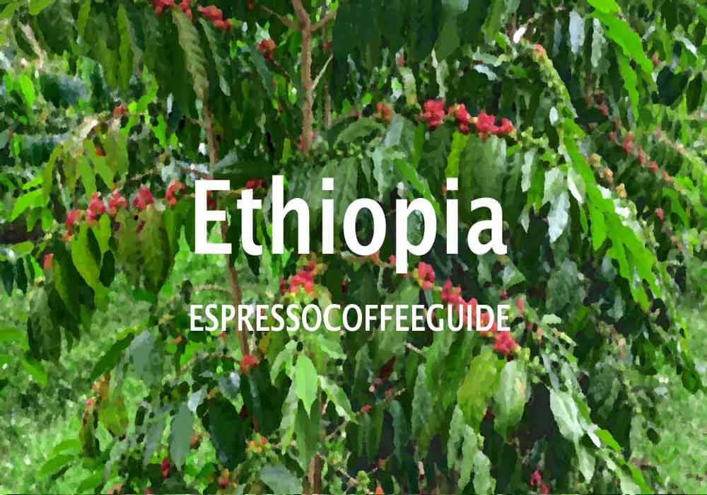 تأثیر ارتفاع بر طعم قهوه اتیوپی