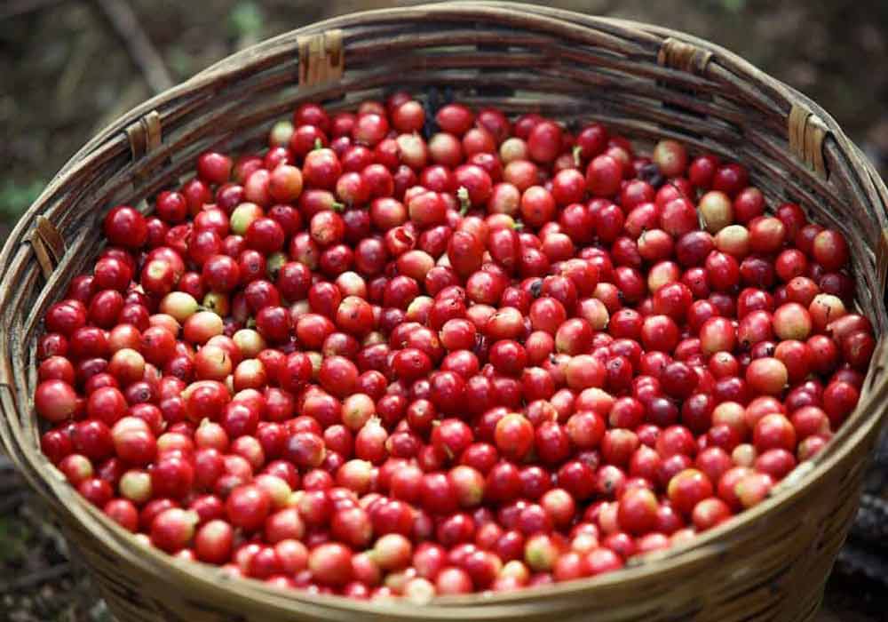 تأثیر ارتفاع بر طعم قهوه اتیوپی