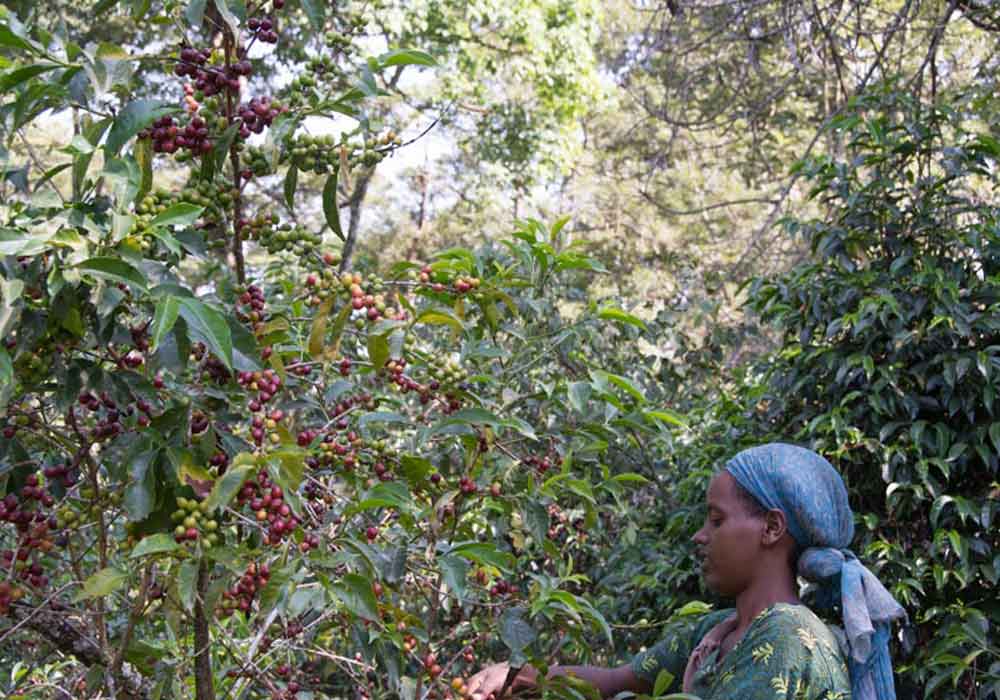 شرایط برای رشد دانه های قهوه
