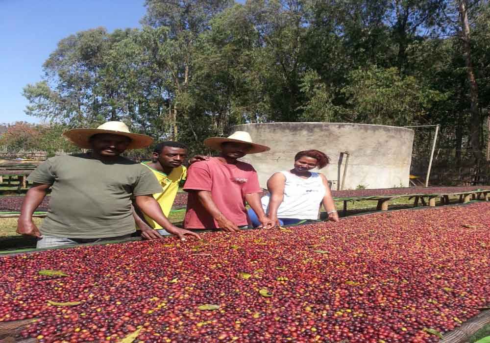 امروزه صنعت تولید قهوه اتیوپی